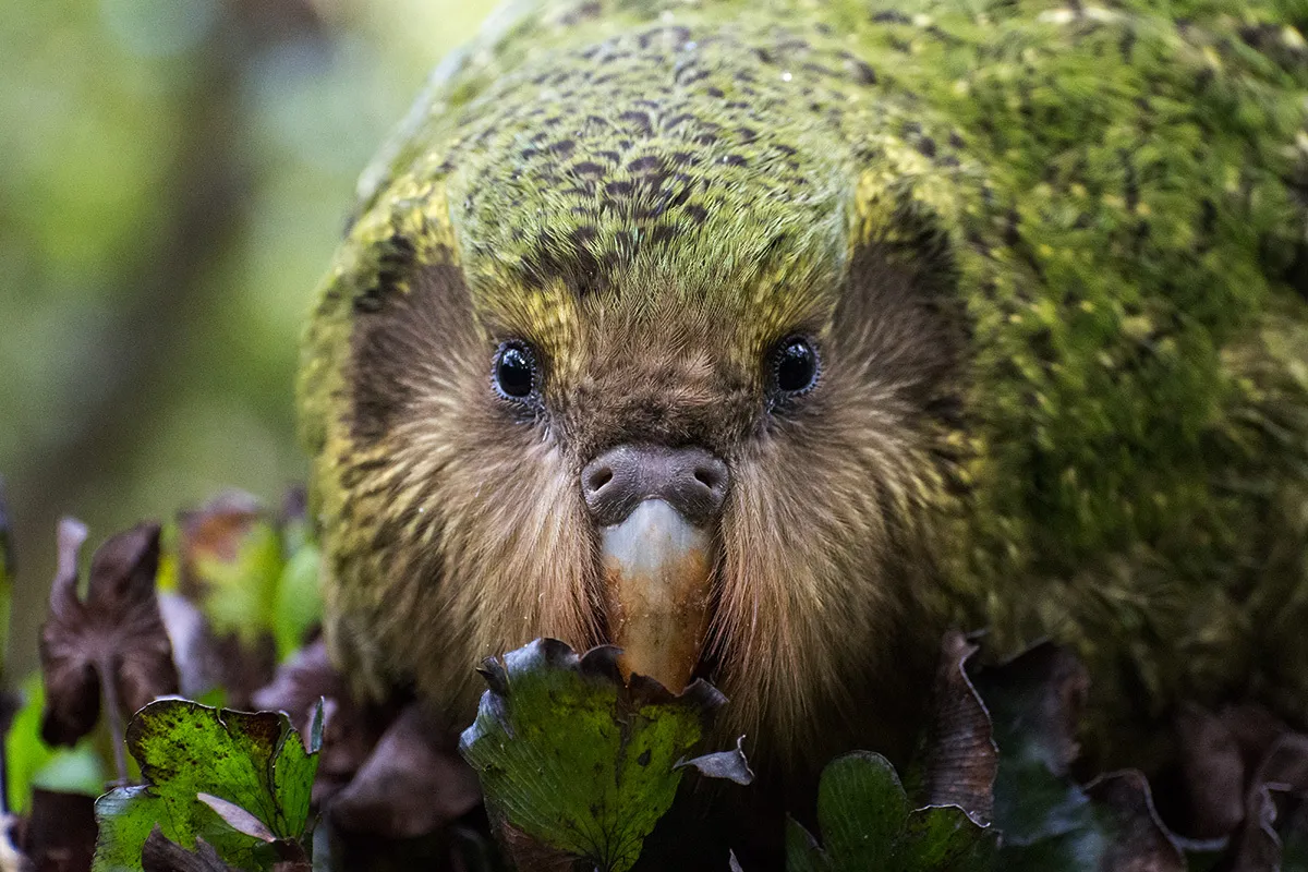 A picture of a kākāpō